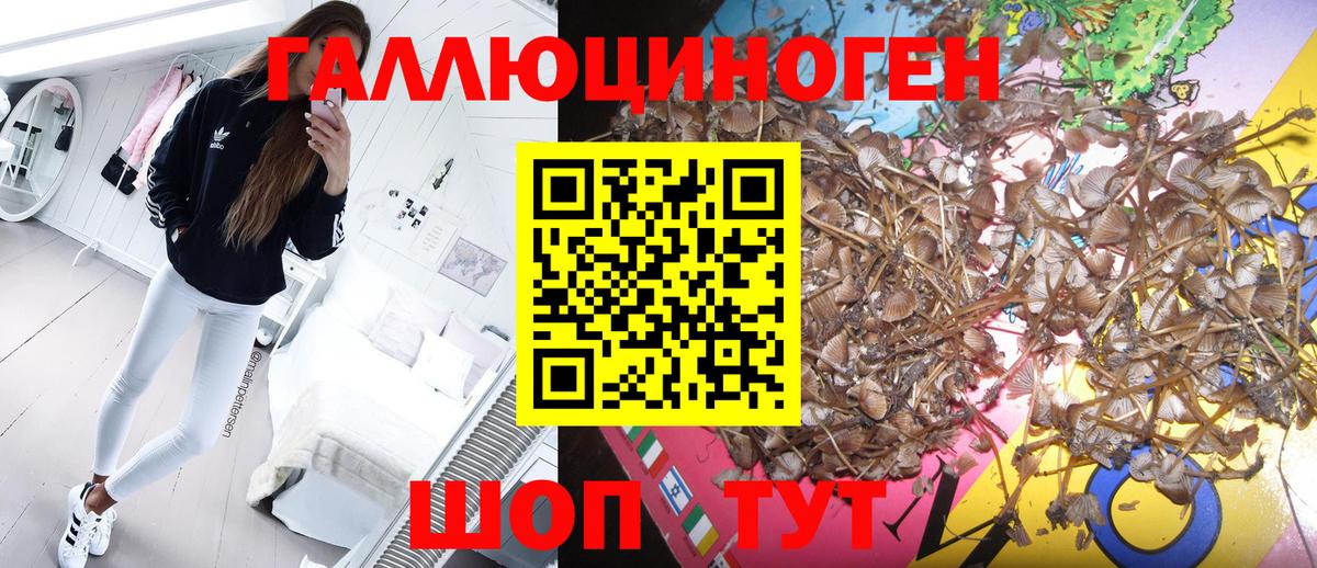 Псилоцибиновые грибы Psilocybine cubensis Янаул